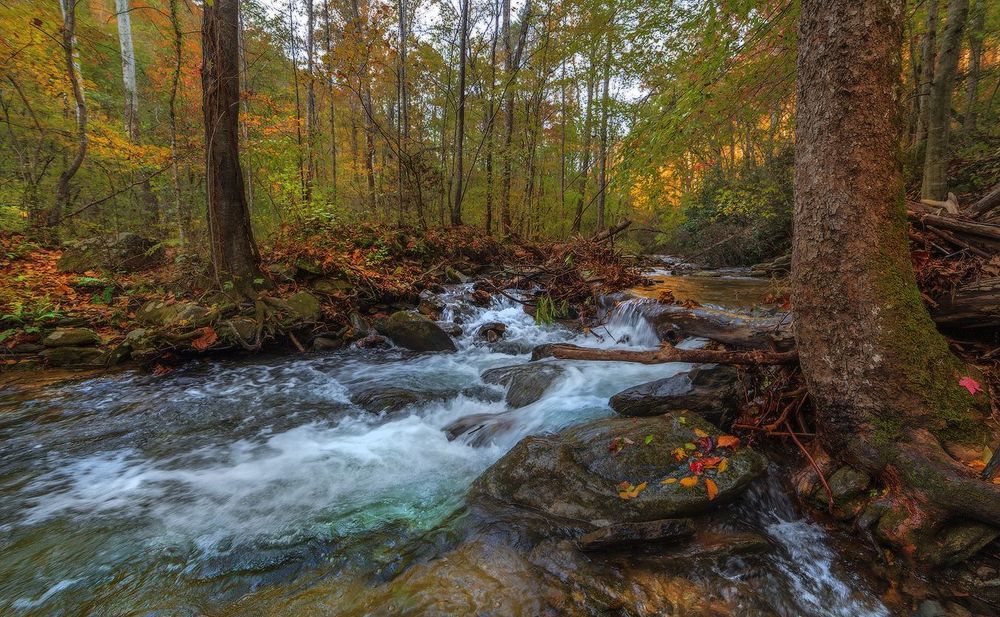 Catawba