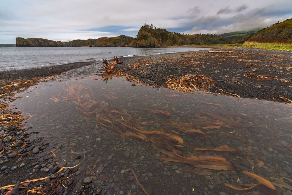 Водоросли из океана штормами забрасывает в русло реки.