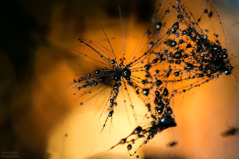 "ртуть"