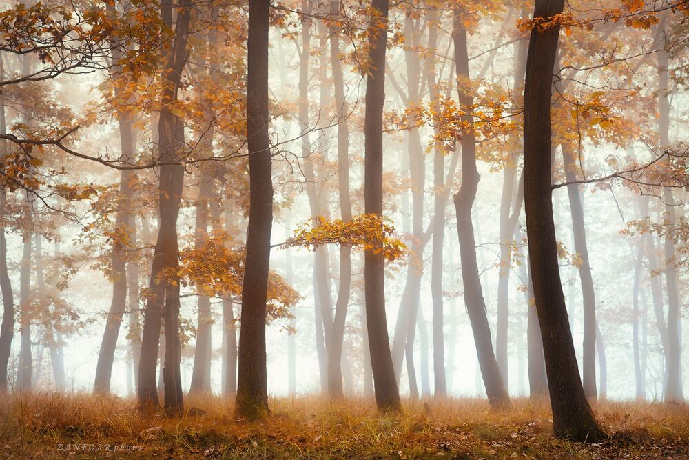 Alley in autumn