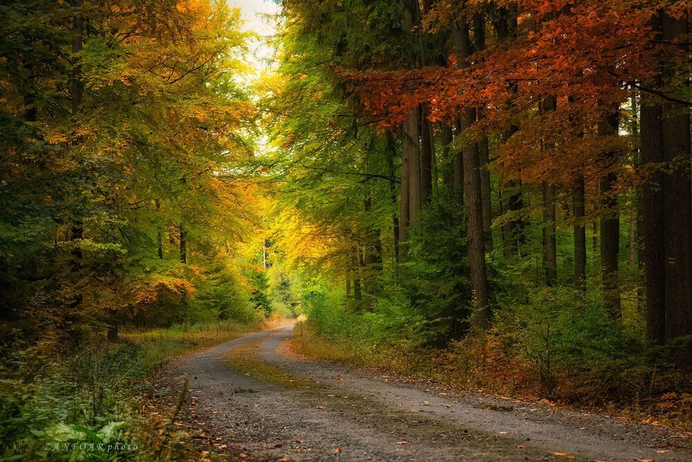 Alley in autumn
