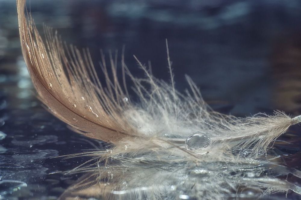 Фантазии на тему перышек