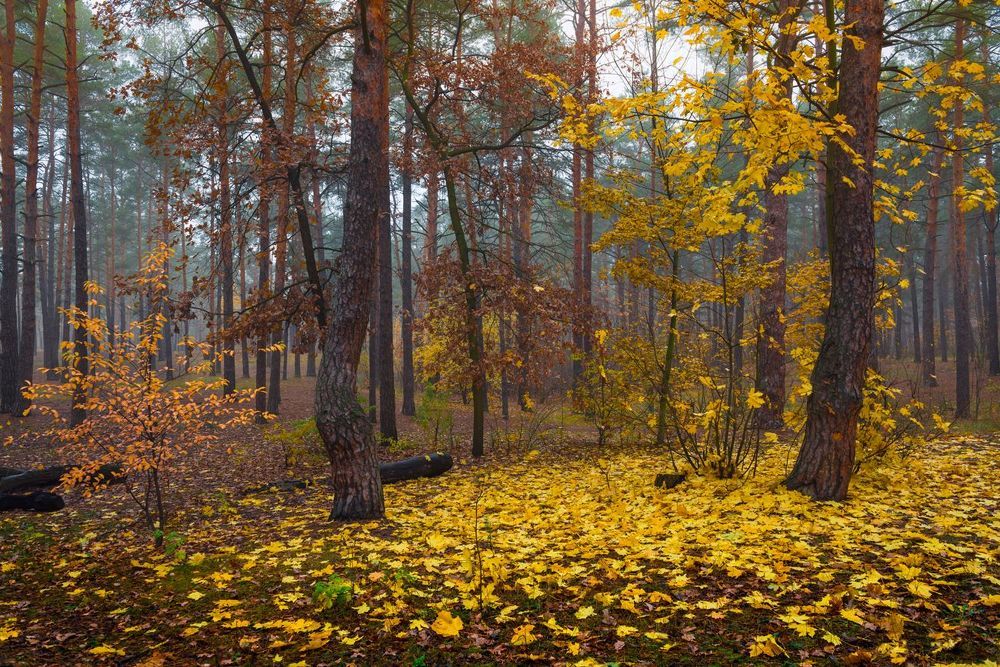 Роняет клён озябшую листву