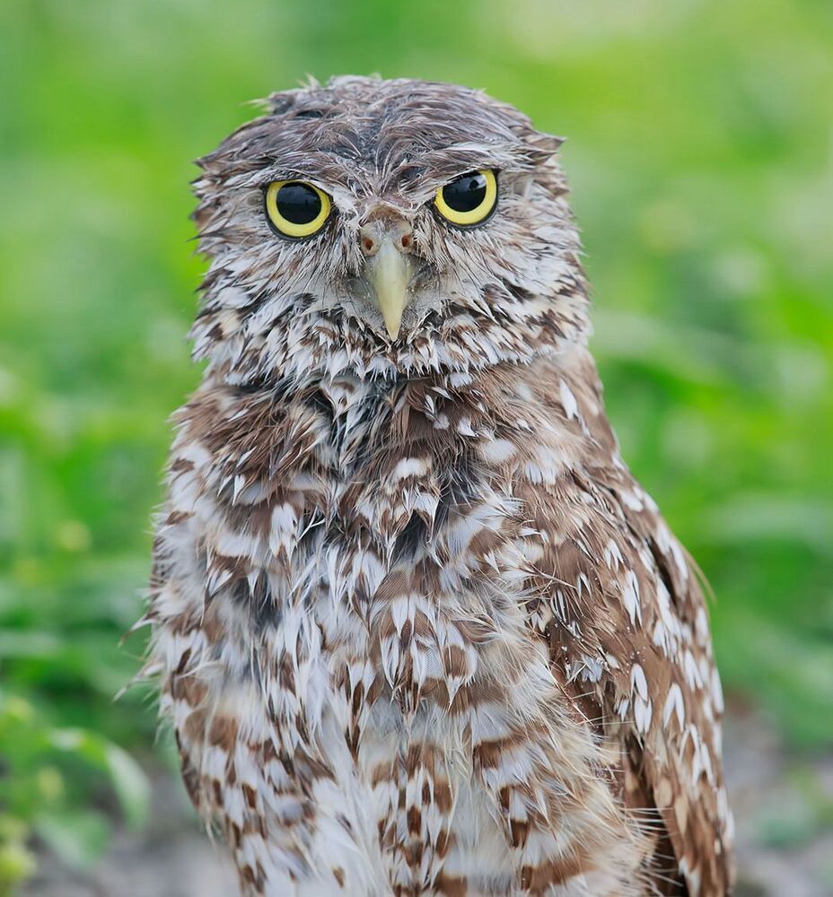 Портреты Сычей - Burrowing Owls