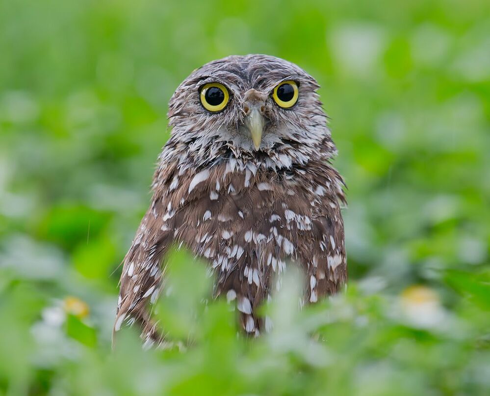 Портреты Сычей - Burrowing Owls