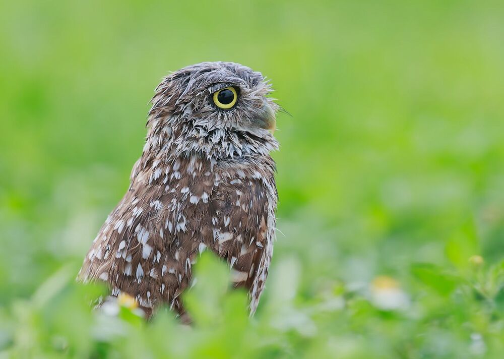 Портреты Сычей - Burrowing Owls