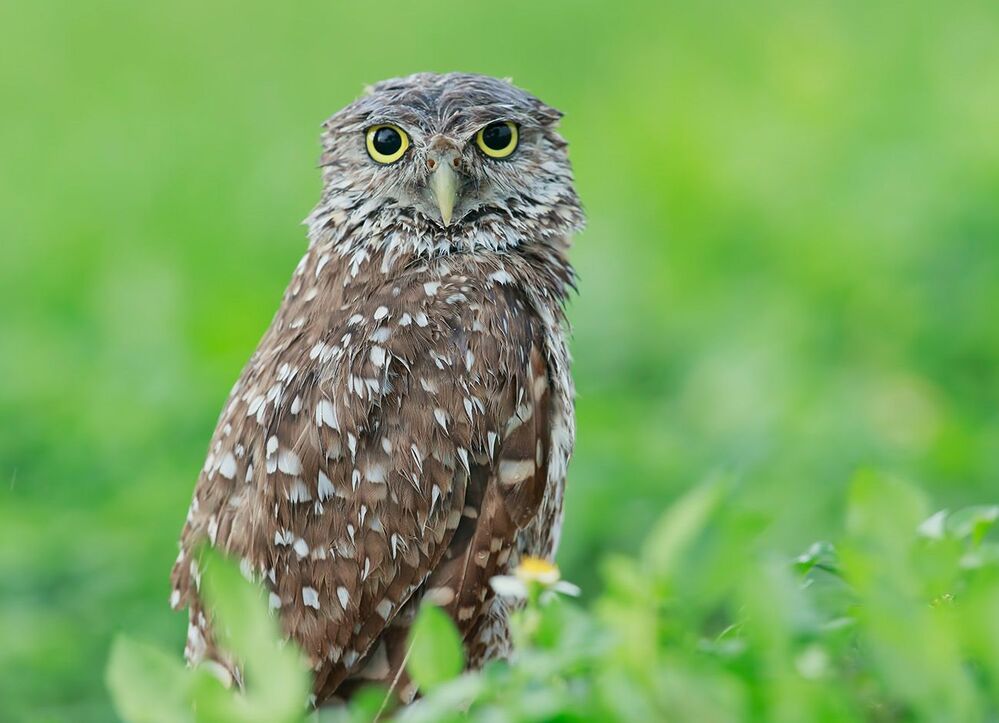 Портреты Сычей - Burrowing Owls