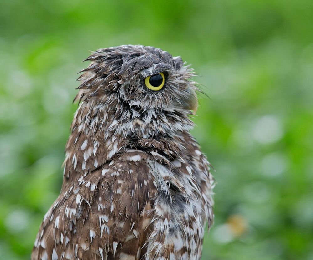 Портреты Сычей - Burrowing Owls