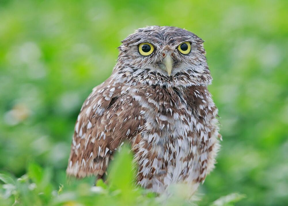 Портреты Сычей - Burrowing Owls