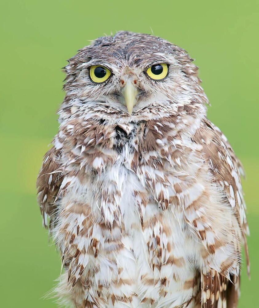 Портреты Сычей - Burrowing Owls