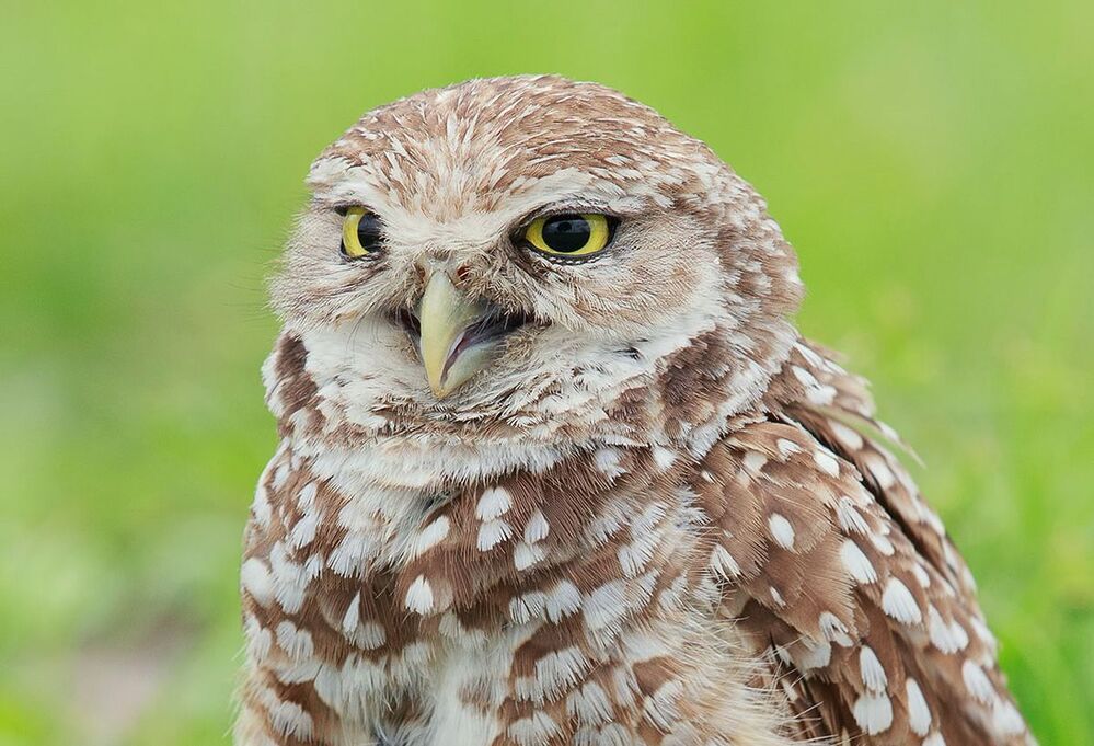 Портреты Сычей - Burrowing Owls