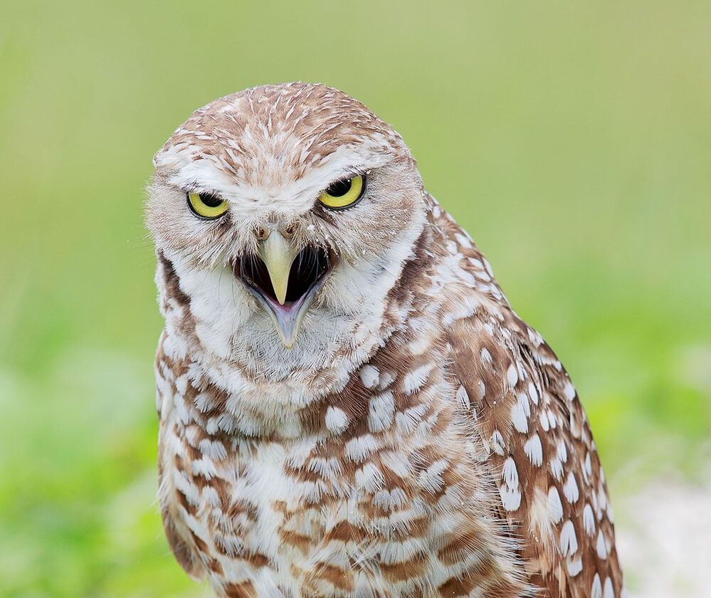Портреты Сычей - Burrowing Owls