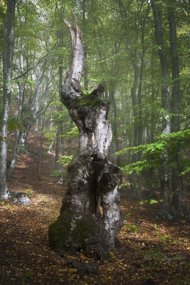 Лесные эльфы . Wood elves