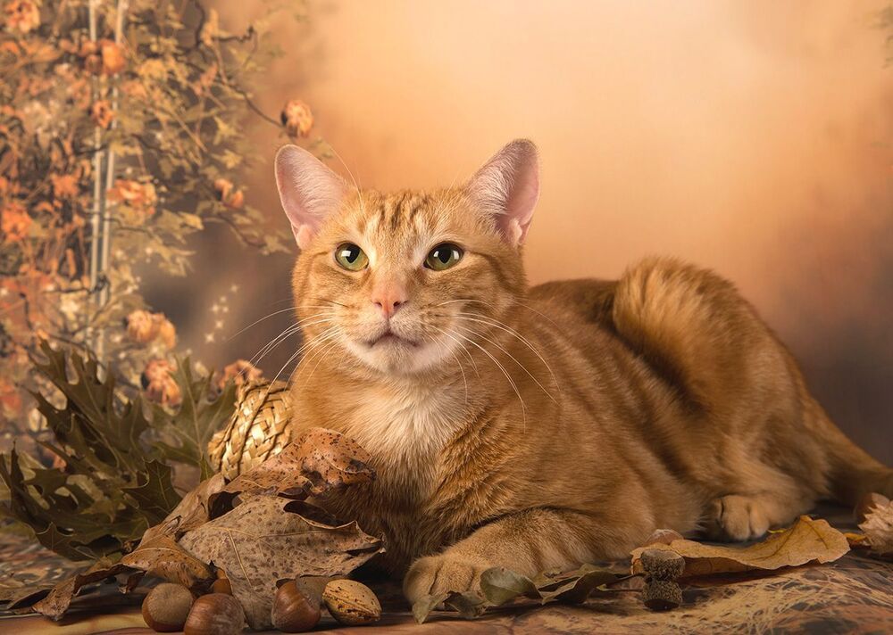 Рыжий Кот на осеннем фоне - Autumn Ginger