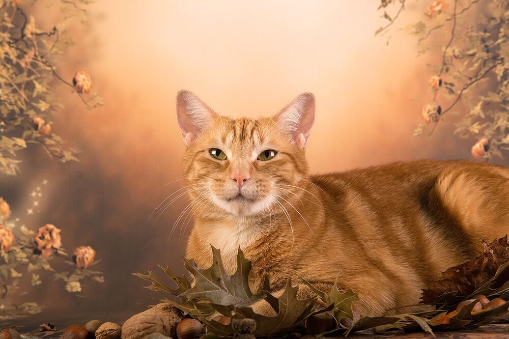 Рыжий Кот на осеннем фоне - Autumn Ginger