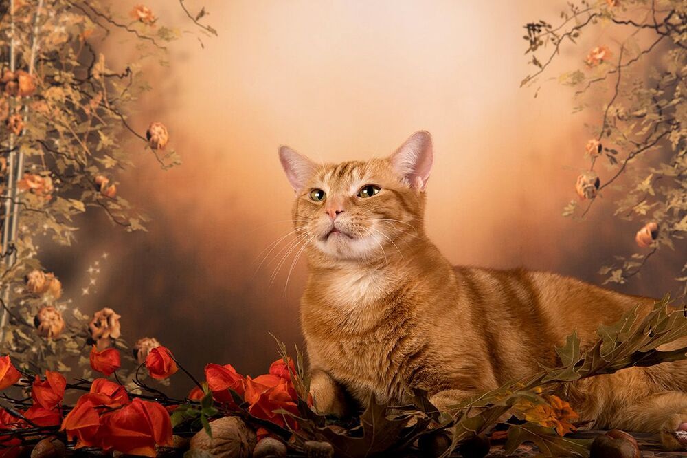Рыжий Кот на осеннем фоне - Autumn Ginger