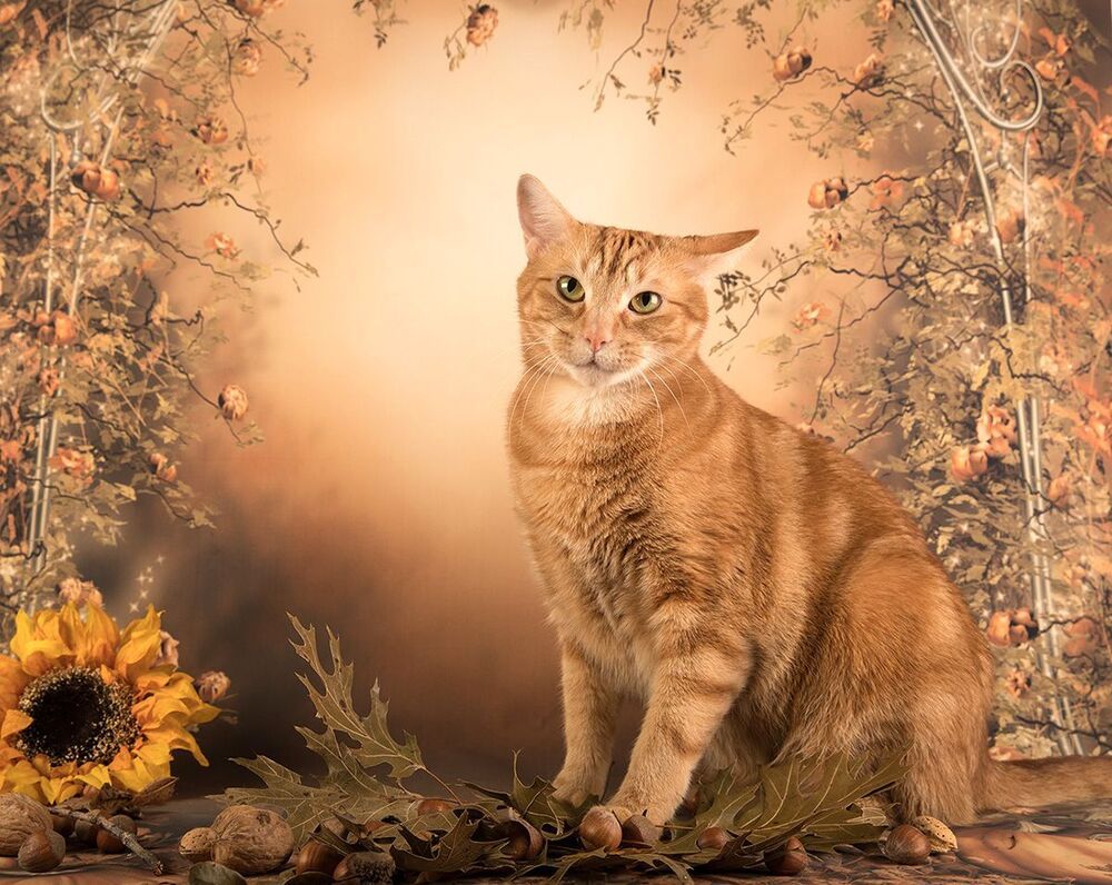 Рыжий Кот на осеннем фоне - Autumn Ginger