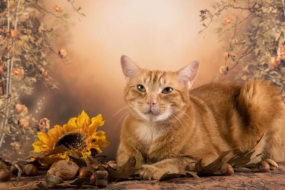 Рыжий Кот на осеннем фоне - Autumn Ginger