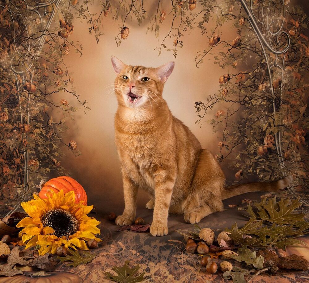 Рыжий Кот на осеннем фоне - Autumn Ginger
