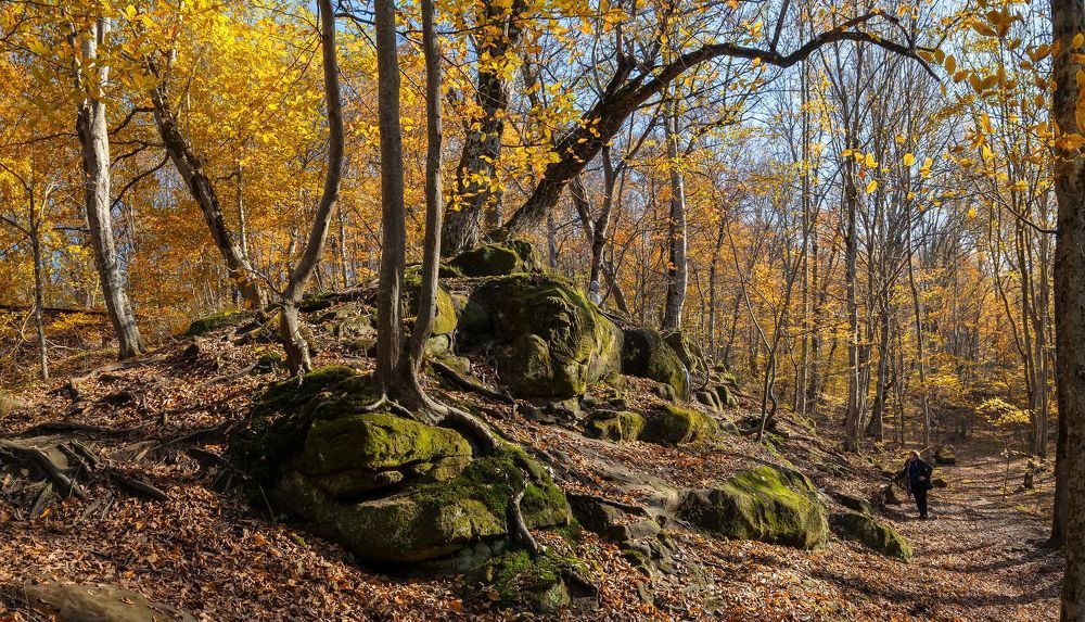 История лучистого леса.