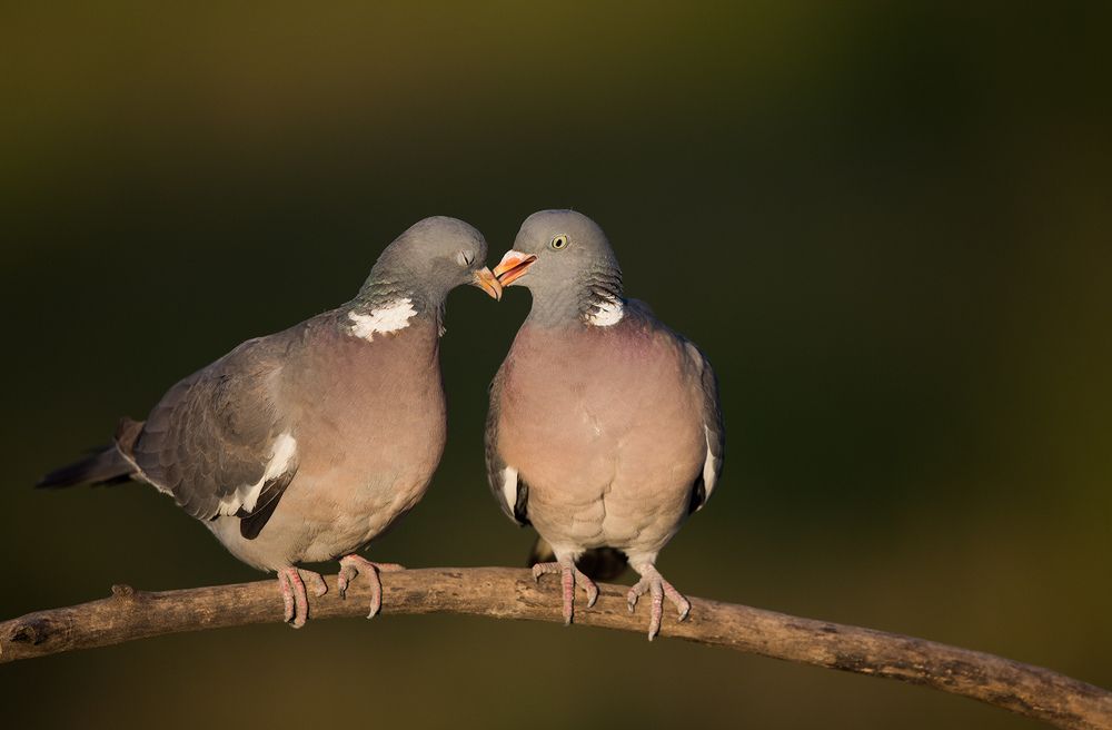 Columba palumbus