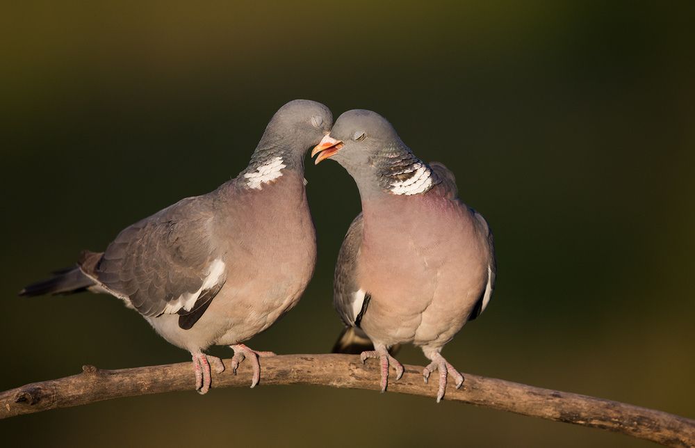 Columba palumbus