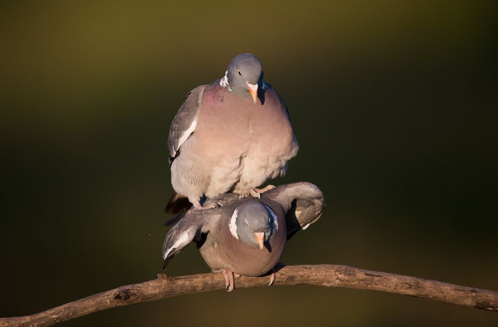 Columba palumbus