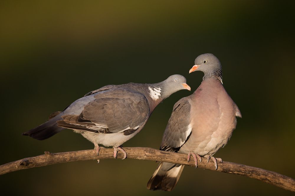 Columba palumbus