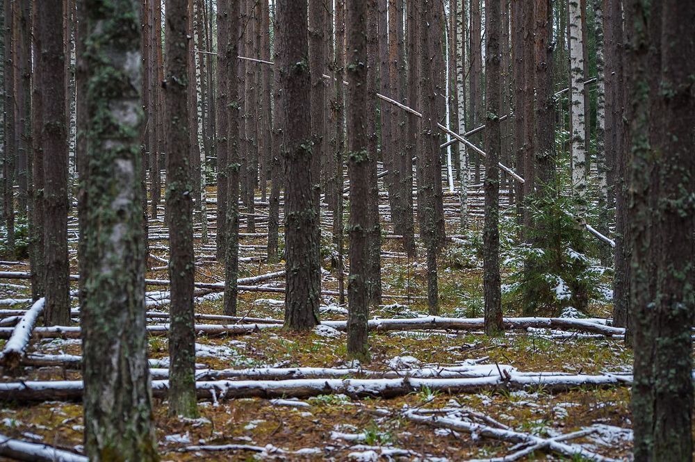 01 Неброская, вроде бы, поздняя осень, порой, может блестяще представить себя