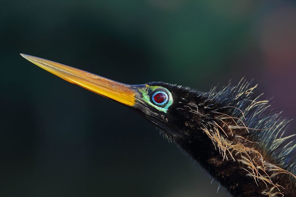 Photo 1187308
