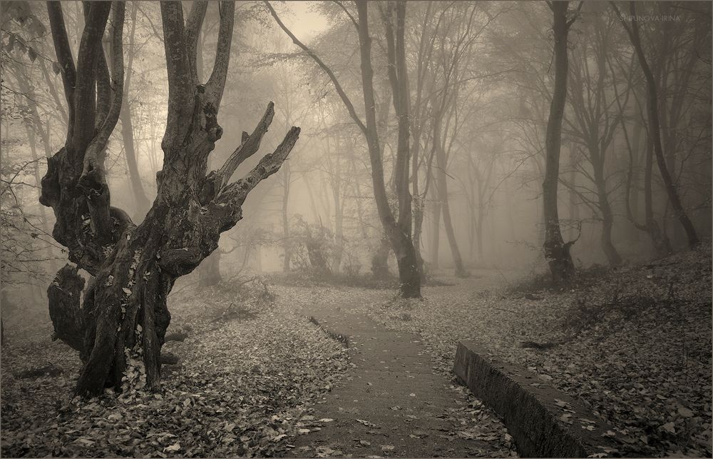 Графика туманного леса