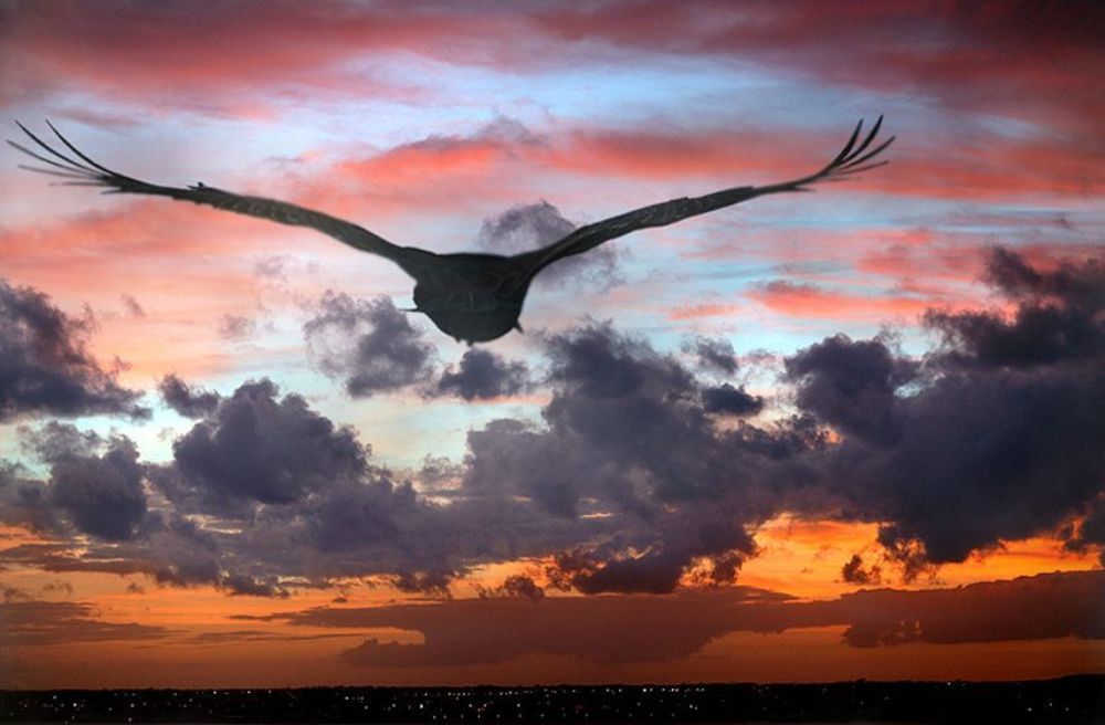 Freedom