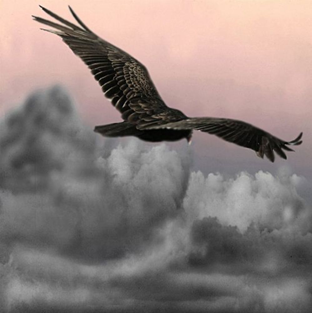 Freedom