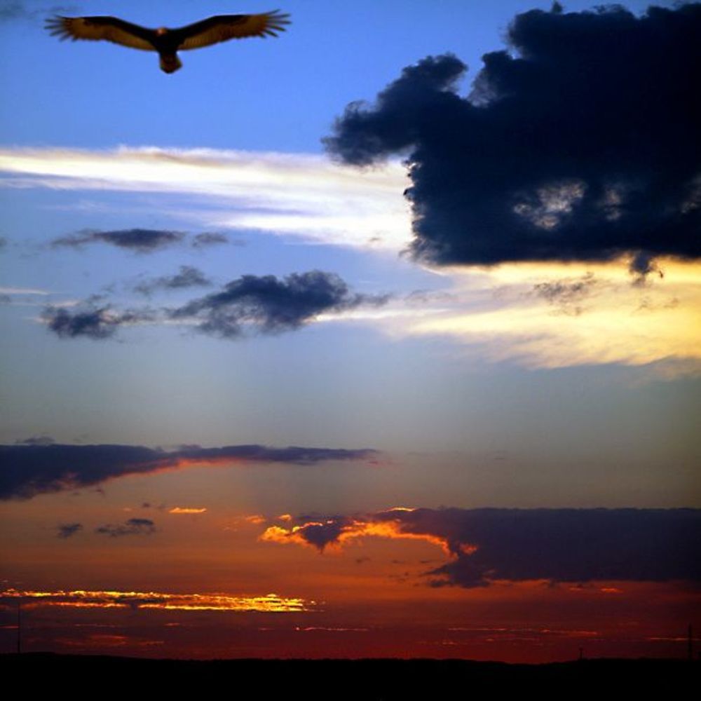 Freedom