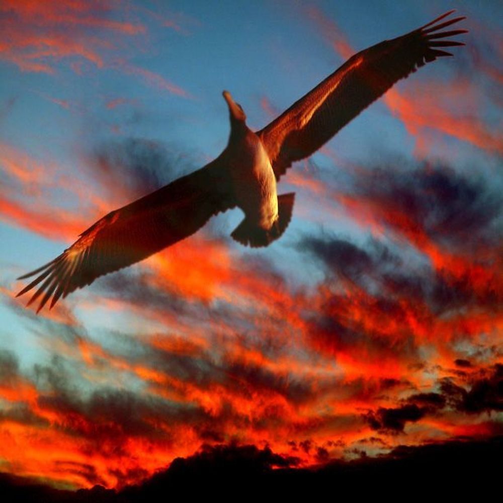 Freedom