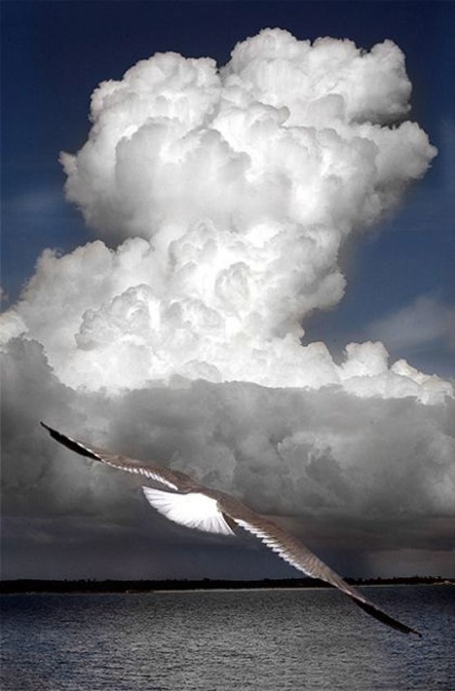 Freedom