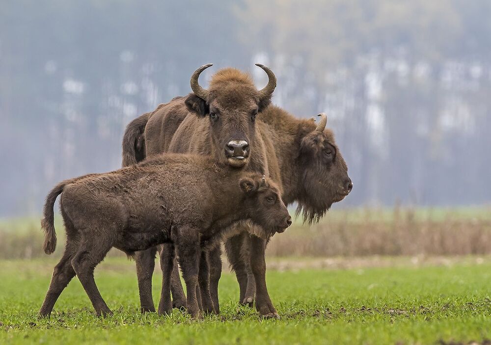 Зубры
