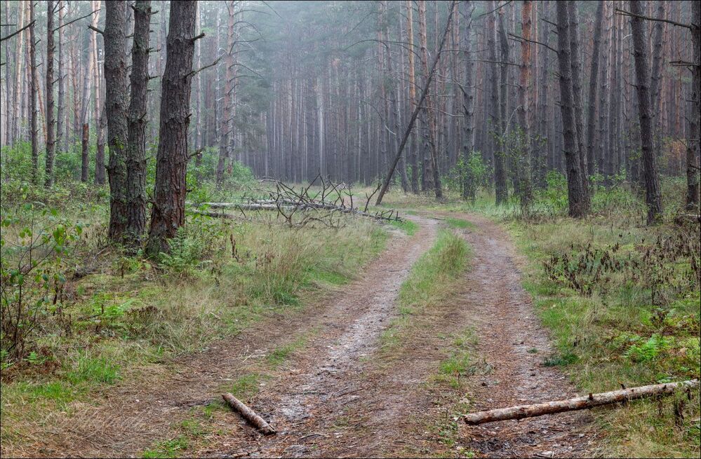 Лёгкий туман в сосновом бору