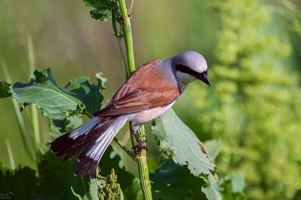 Lanius collurio. Male