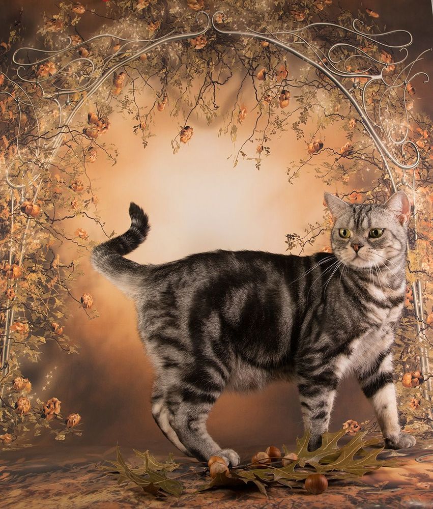 Котики на осеннем фоне - Autumn Сats