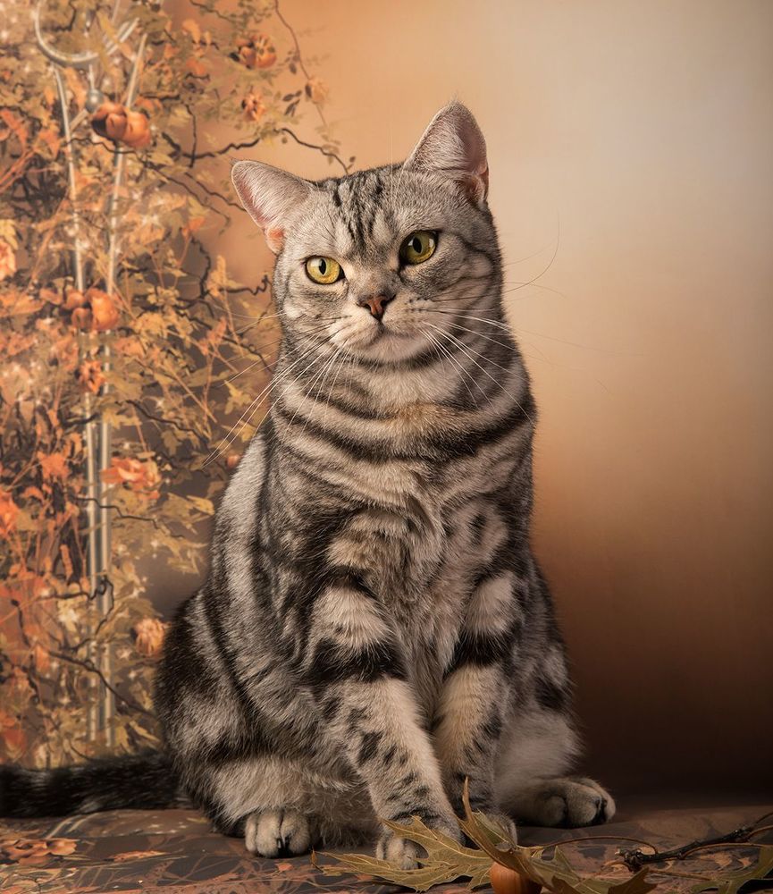 Котики на осеннем фоне - Autumn Сats