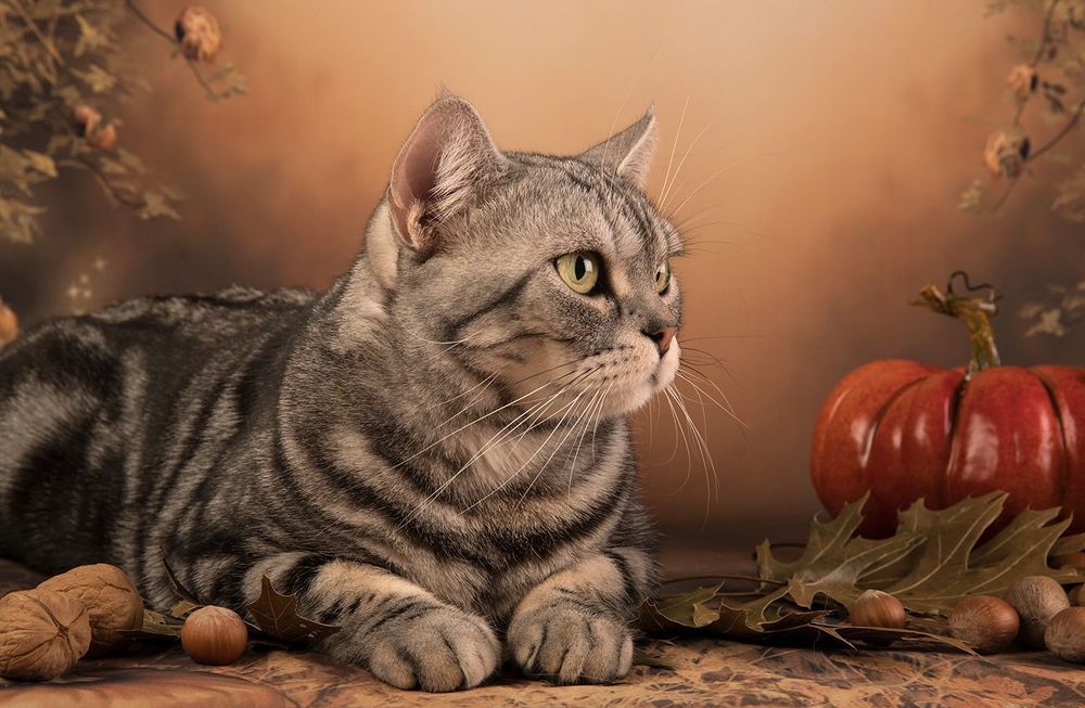 Котики на осеннем фоне - Autumn Сats