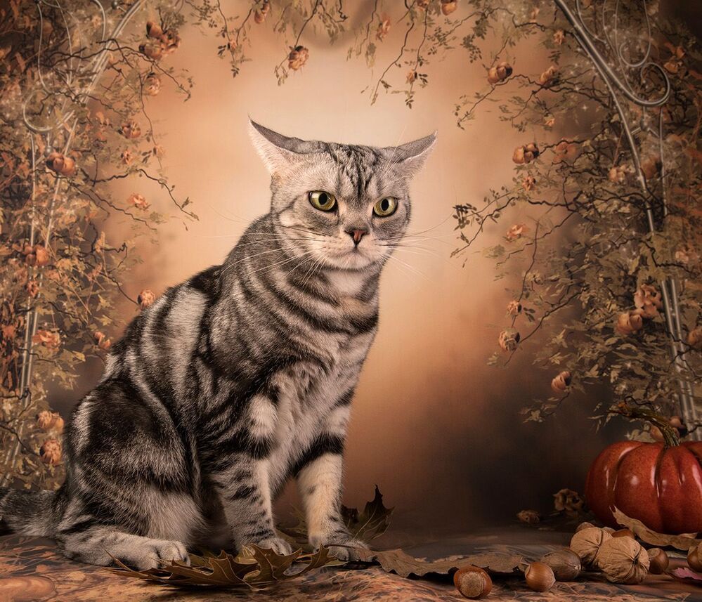 Котики на осеннем фоне - Autumn Сats