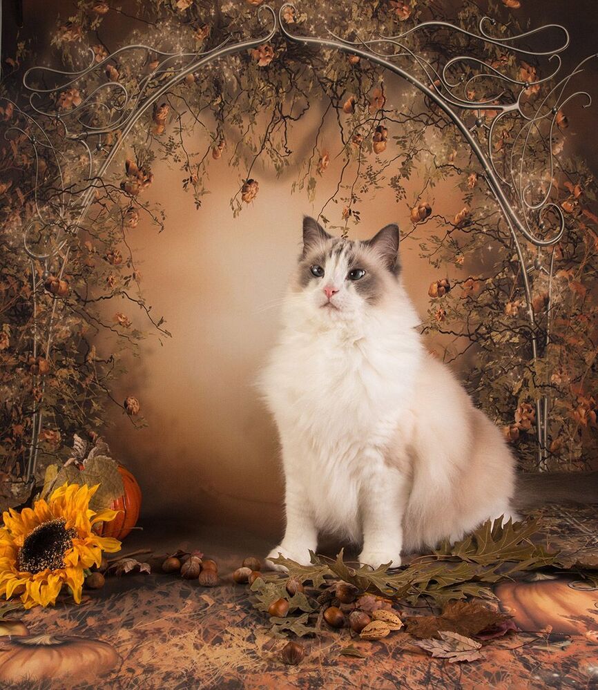 Котики на осеннем фоне - Autumn Сats