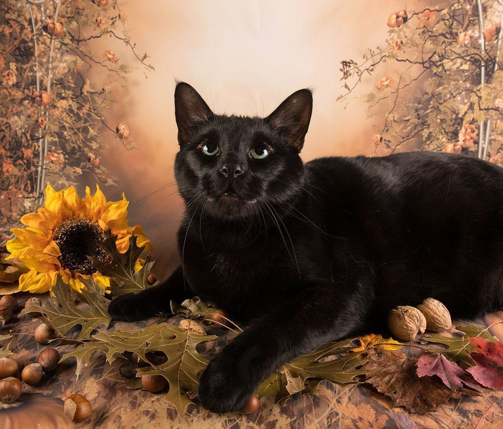 Котики на осеннем фоне - Autumn Сats