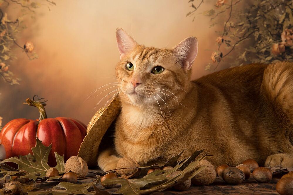 Котики на осеннем фоне - Autumn Сats