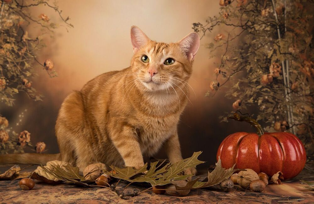 Котики на осеннем фоне - Autumn Сats