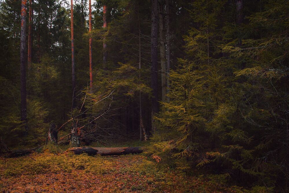 По мотивам Шишкина