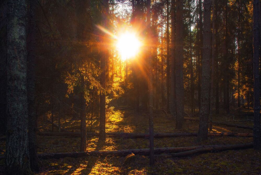 По мотивам Шишкина