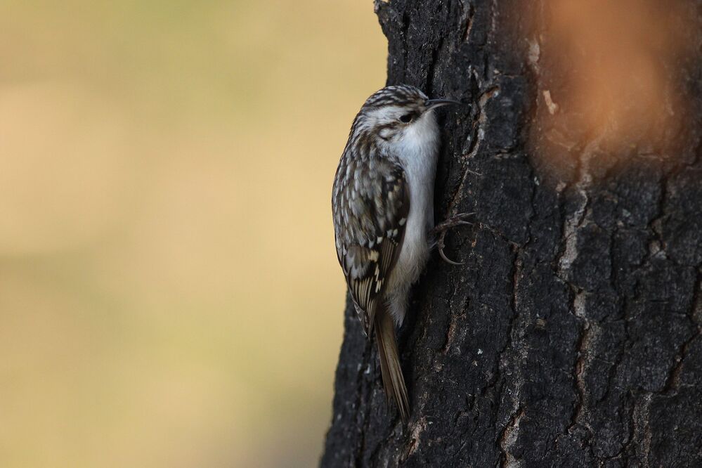 Eurasian treecreeper